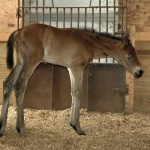 RION - Colt out of White Happened AQHA/APHA (Owned Suzanne Munns)